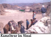 Sinai Kameltour
